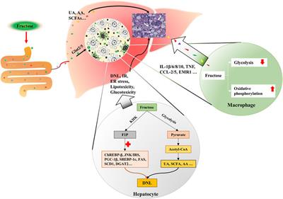 The Contribution of Dietary Fructose to Non-alcoholic Fatty Liver Disease